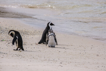 Penguins in Simons Town, Western Cape, South Africa. Boulders beach.