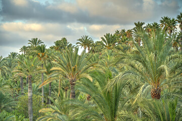 Obraz na płótnie Canvas Palmeral of Elche, Spain, HDR Image