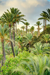 Palmeral of Elche, Spain, HDR Image