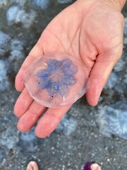 Jellyfish