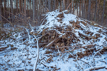 Dry pine branches piled up are covered with the first snow