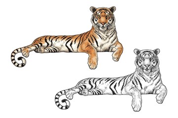Lying tiger. Vintage black engraving illustration for poster. Isolated on white