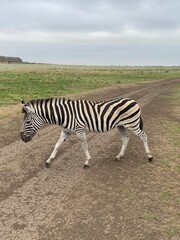 Zebra