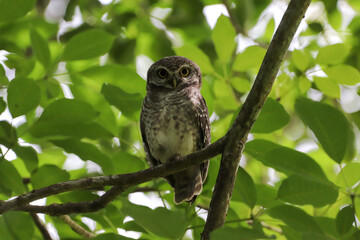 great horned owl