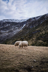 Couple of sheep grazing the last bits of gras on Alnes, Godøy, Norway
