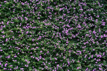 field of flowers