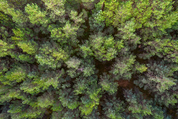 Directly above aerial drone full frame shot of green emerald pine forests and yellow foliage groves with beautiful texture of treetops. Beautiful fall season scenery. Mountains in autumn golden colors