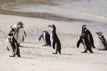 Obraz premium Penguins in Simons Town, Western Cape, South Africa. Boulders beach.