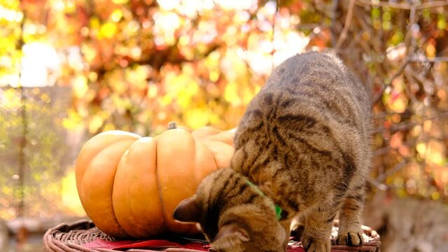 Cute stripped grey cat sitting near ripe orange ginger beautiful pumpkin and leaves .Thanksgiving day, pets and halloween concept . High quality 4k footage