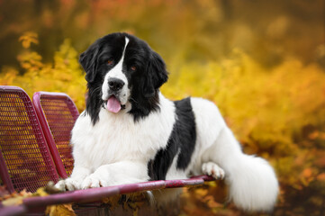 landseer dog lying down on a bench in the park in autumn