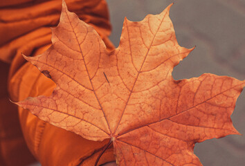 Fototapeta na wymiar red maple leaf