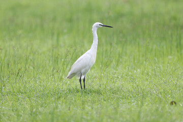 Little Egret standing on the lawn