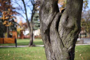 drzewo natura park jesień kora - obrazy, fototapety, plakaty