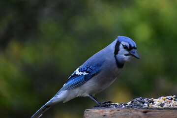 A blue jay at the bird feeder