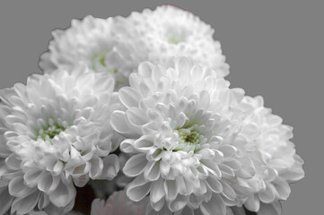 Bouquet of white chrysanthemums isolate on a gray background close-up.