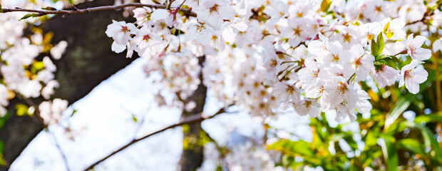 桜　サクラ　春　【 日本 の 春 の イメージ 】