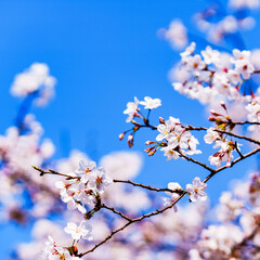 桜　サクラ　春　【 日本 の 春 の イメージ 】