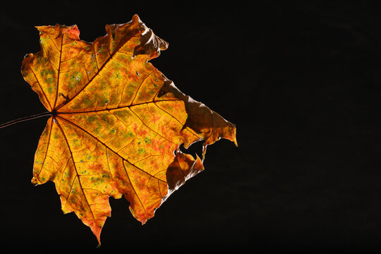 Maple orange and green autumn leaf texture.  Selective focus