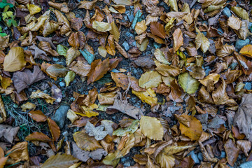 Autumn in Carpathians
