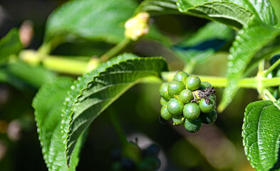 Wandelröschen  Beeren - Samen   Zierpflanzen Pflanzengattung 