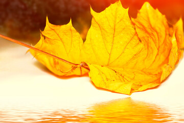 autumn landscape with bright colorful foliage. Indian summer.