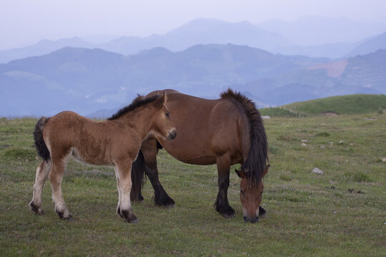 Basque Mother Basques Bilder – Durchsuchen 103,704 Archivfotos, Vektorgrafiken und ...