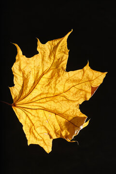 Maple yellow autumn leaf texture.  Selective focus