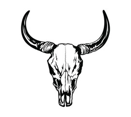 Buffalo skull - hand drawn vector illustration isolated on white.