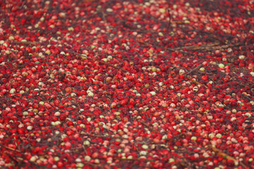Close-up of cranberries in water during industrial harvesting