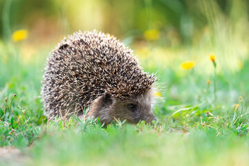 hedgehog on the grass.