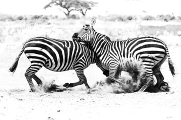 Two zebras fighting and biting each other in the national park