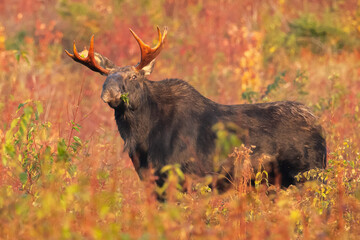 Bull Moose Snack