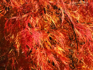 Colors of autumn fall: Red japanese maple tree acer palmatum dissectum