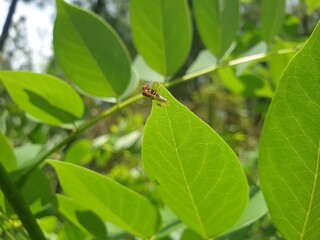 leaf on a green background