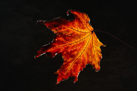 Maple red and orange autumn leaf texture.  Selective focus