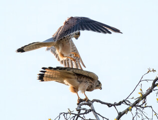 Falcon while hunting