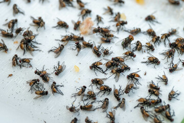 Flies are dying on sticky fly traps to prevent the spread of digestive diseases and for hygiene