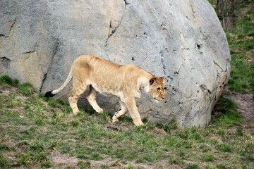 Löwen im Zoo