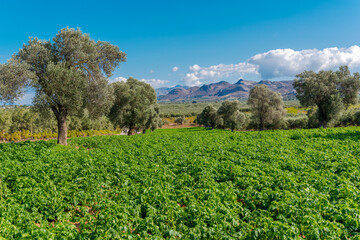 Fototapeta na wymiar Picturesque landscape of the Messara plain with olive groves and agriculture. In the Messara in Crete olive trees, vineyards and horticultural plants are grown