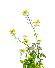 Mustard Flower blossom, Canola or Oilseed Rapeseed.