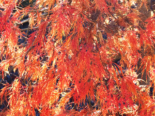 Colors of autumn fall: Red japanese maple tree acer palmatum dissectum