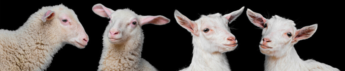 young white goats and lambs 
