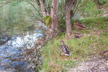 wild ducks in the clean transparent waters of mountain alpin lake