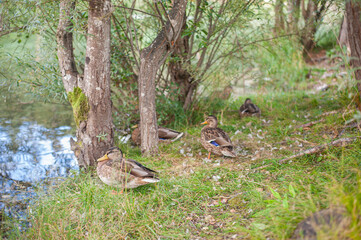 wild ducks in the clean transparent waters of mountain alpin lake