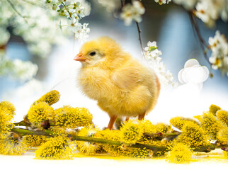 spring chicken and spring branch