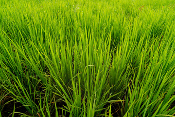 Paddy field for nature background