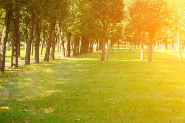 picnic background,sunny park with trees on green medow,environment backdrop