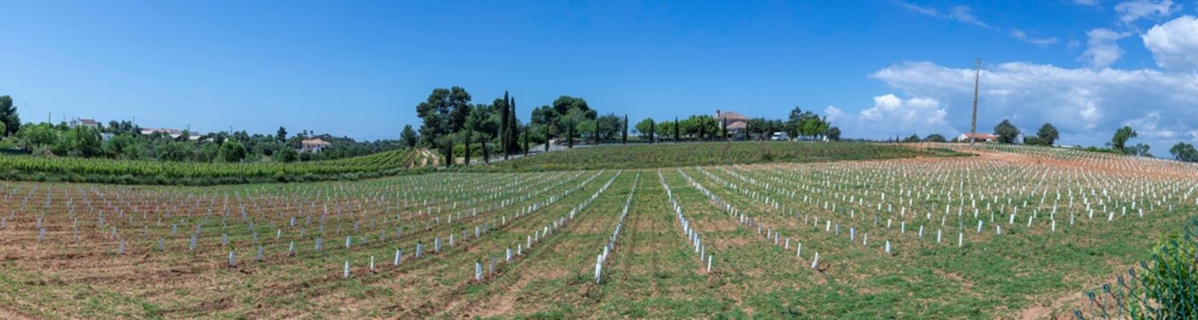 young new vine plants at the vinyard with white plastic for protection