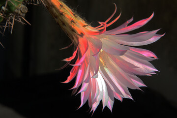 Kaktusblüte