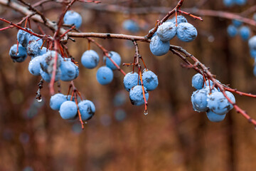 wild plum in cloudy weather after rain; autumn atmosphere